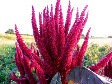 Amaranthus Seeds – Prince’s Feather
