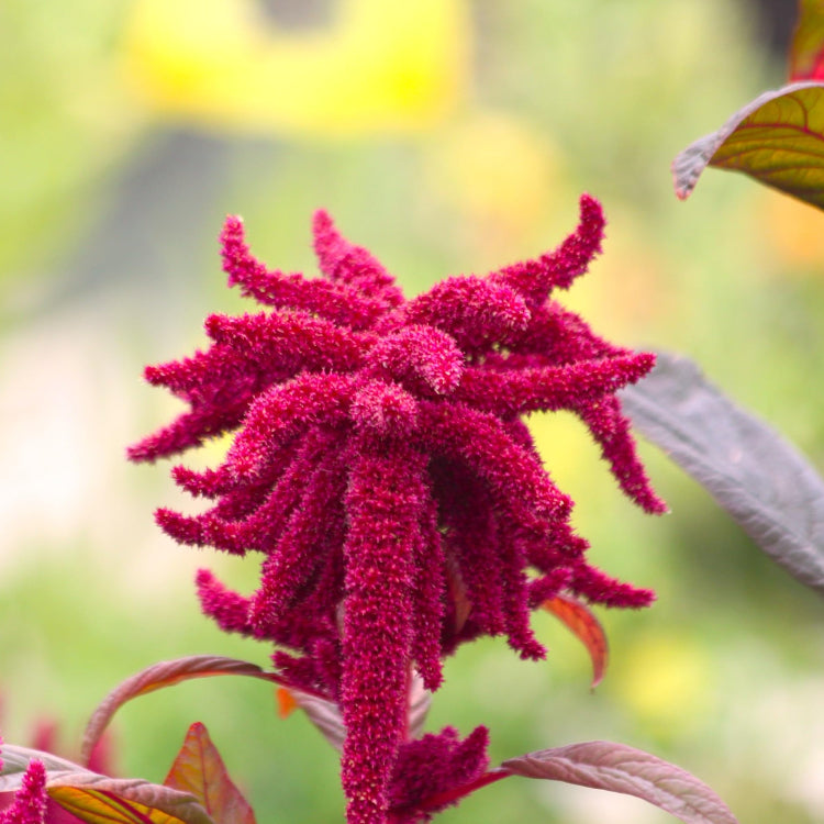 Amaranthus Seeds – Prince’s Feather
