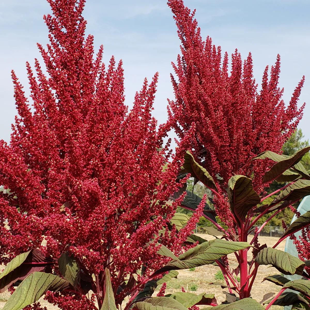 Amaranthus Seeds – Red Garnet
