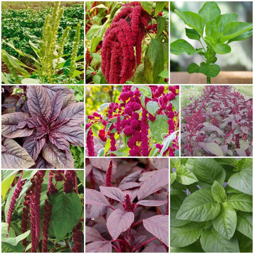 Amaranthus Seeds