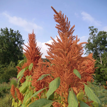 Amaranthus Seeds - Golden Giant

