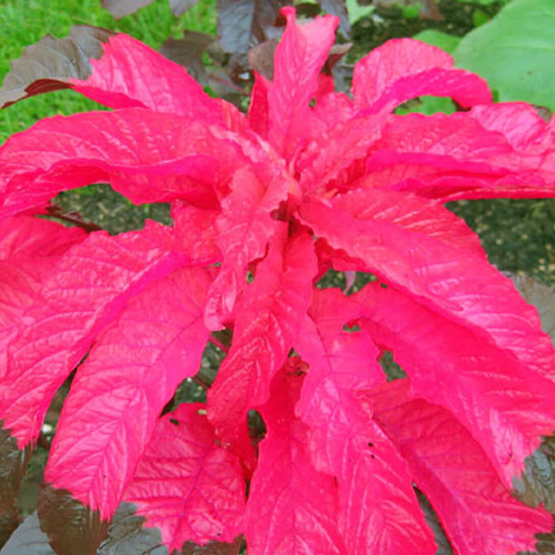 Amaranthus Seeds - Molten
