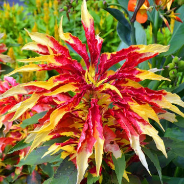 Amaranthus Seeds - Perfecta Rainbow
