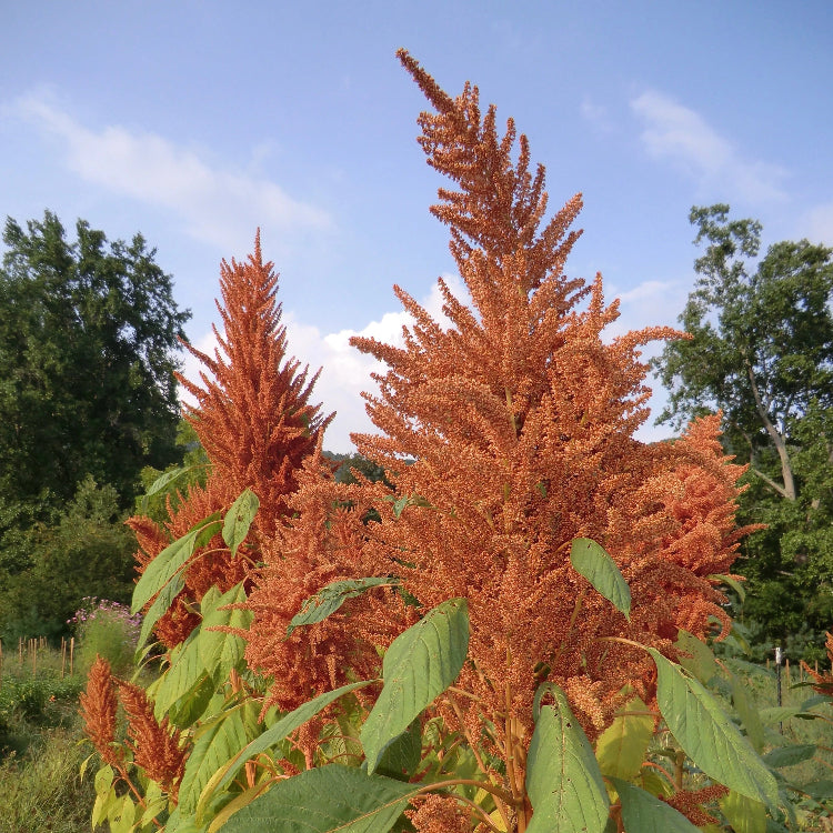 Amaranthus Seeds – Golden Giant
