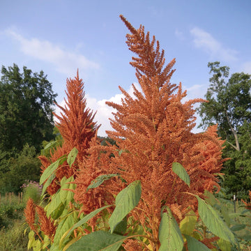 Amaranthus Seeds – Golden Giant
