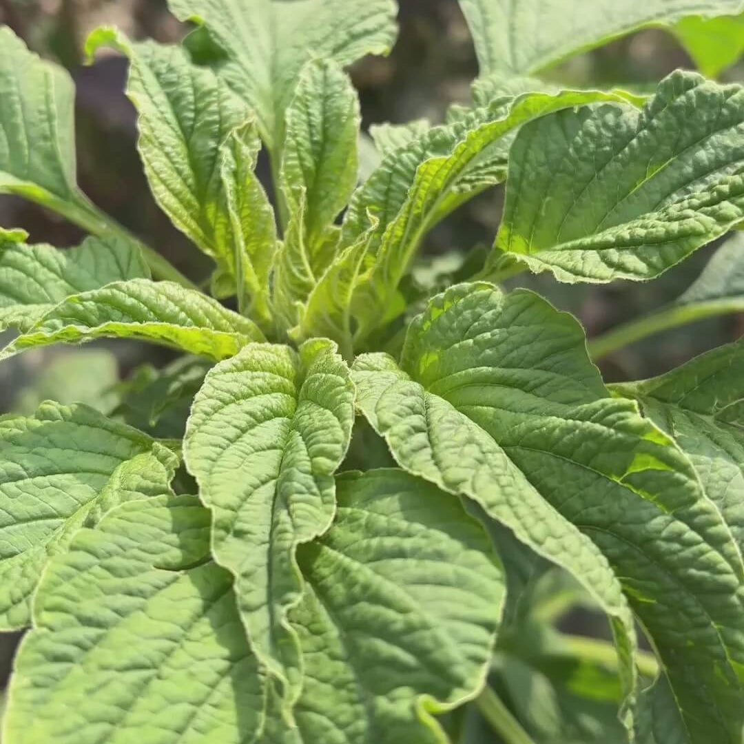 Amaranthus Seeds – Green Callaloo
