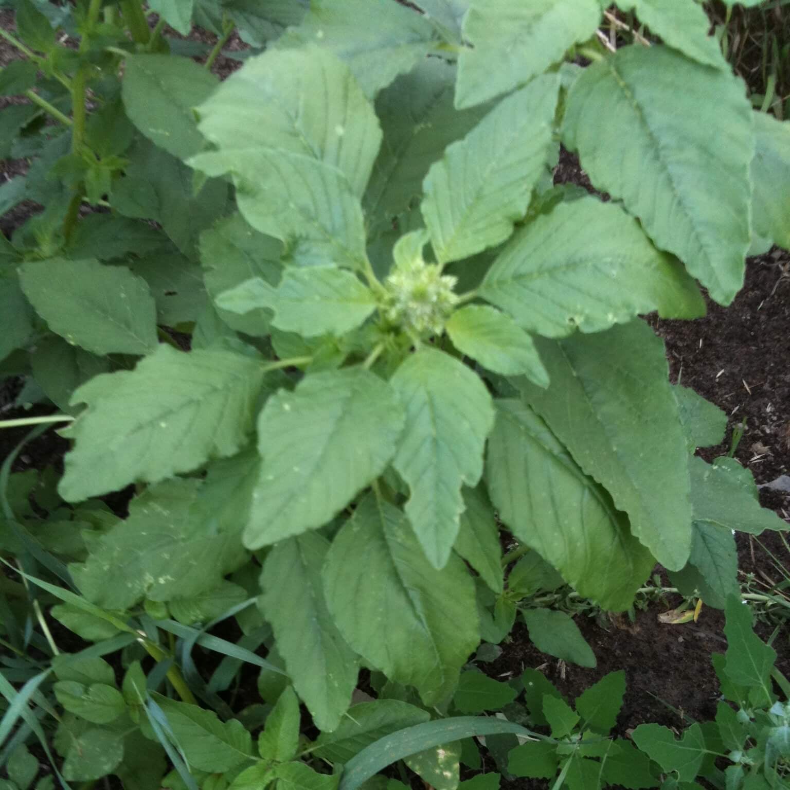 Amaranthus Seeds – Green Pointed Leaf
