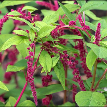 Amaranthus Seeds – Love-Lies-Bleeding
