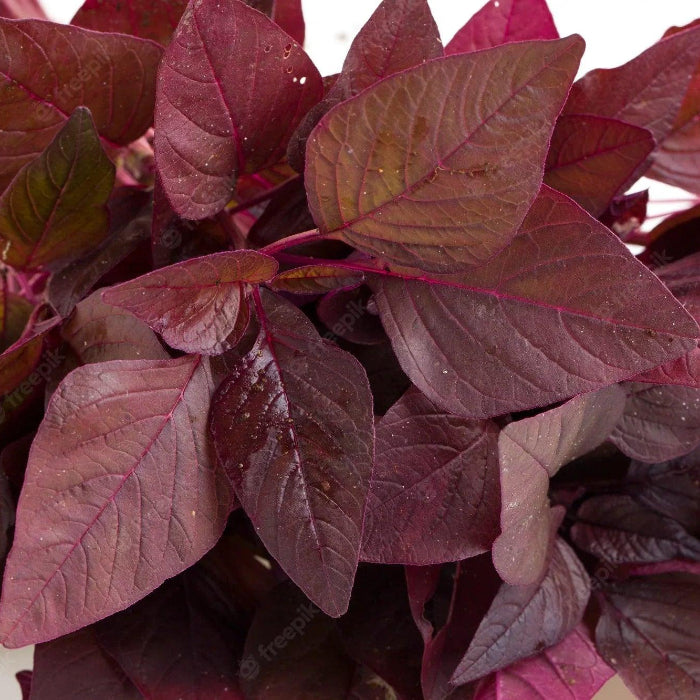 Amaranthus Seeds – Nutrient-Rich
