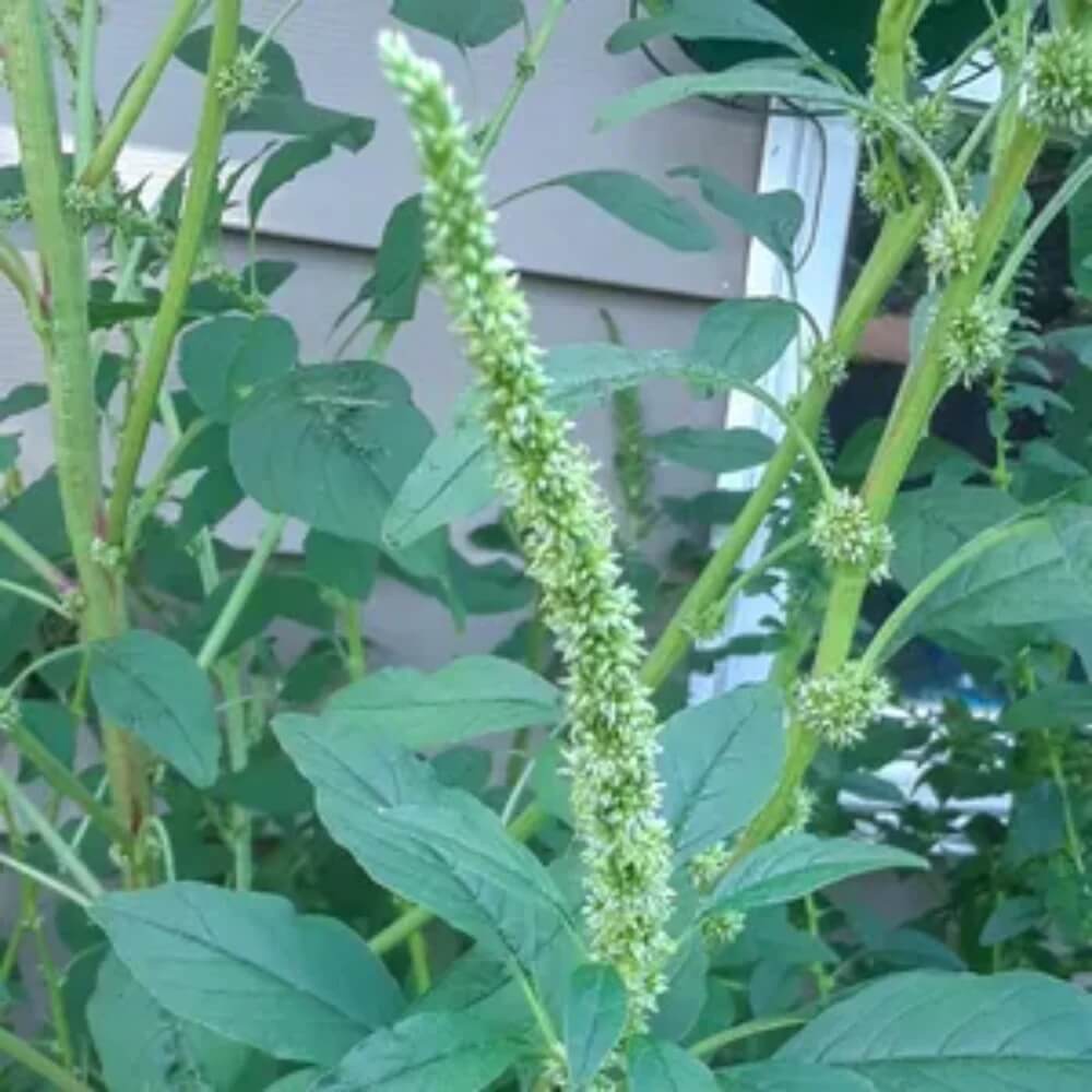 Amaranthus Seeds – Palmer’s Amaranth, Hardy
