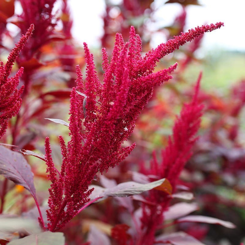 Amaranthus Seeds – Red Garnet
