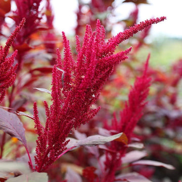Amaranthus Seeds – Red Garnet
