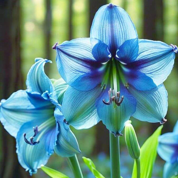 Amaryllis Seeds – Blue Belladonna
