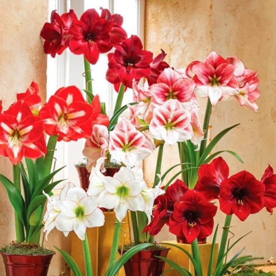 Amaryllis Seeds – Lily Mix

