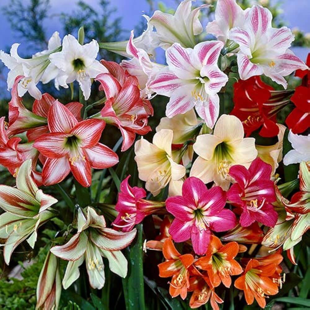 Amaryllis Seeds – Lily Mix
