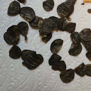 Amaryllis Seeds