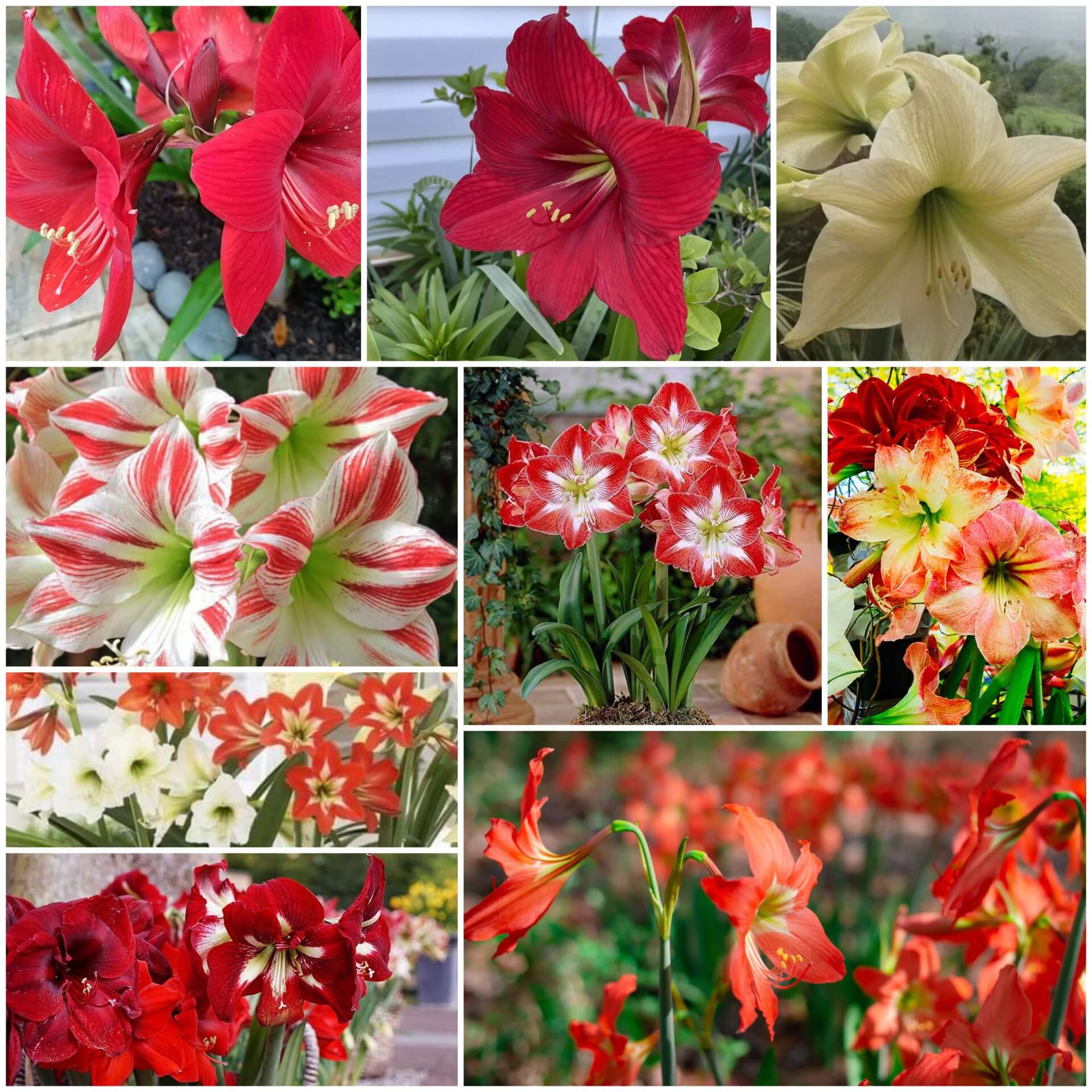 Amaryllis Seeds