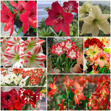 Amaryllis Seeds