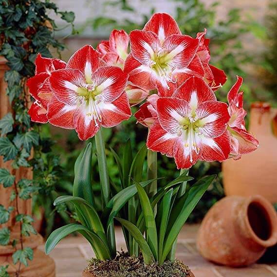 Amaryllis Seeds