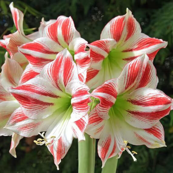 Amaryllis Seeds