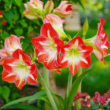 Amaryllis Seeds - Flower Plant for Home Gardens