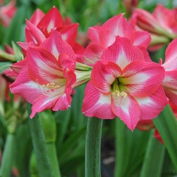 Amaryllis Seeds - Flower Plant for Home Gardens
