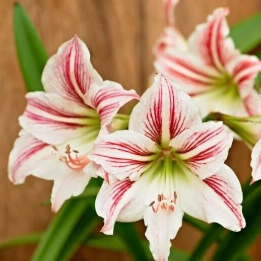 Amaryllis Seeds - Flower Plant for Home Gardens