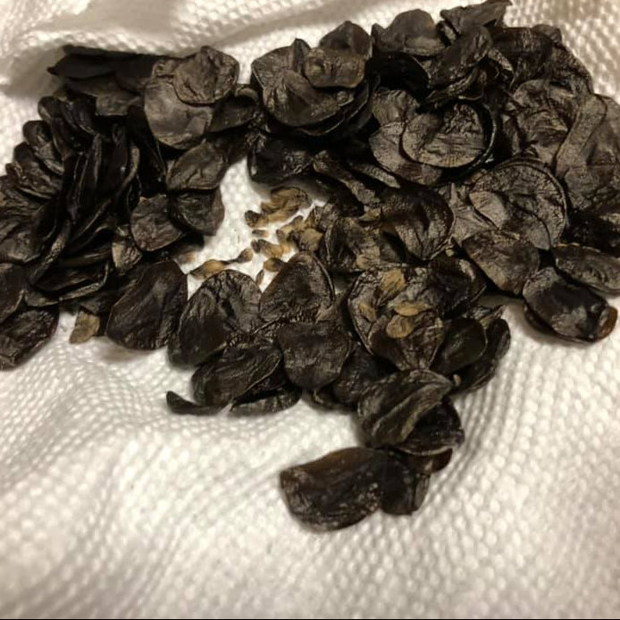 Amaryllis Seeds