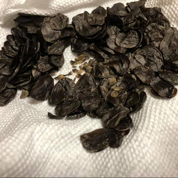 Amaryllis Seeds