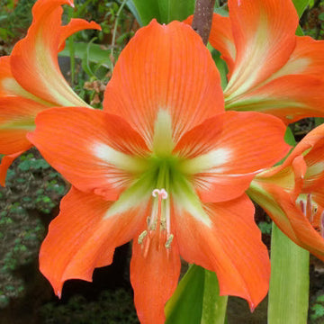 Amaryllis Seeds – Barbados