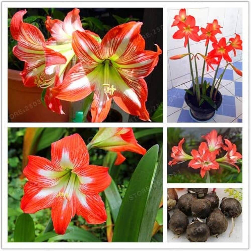 Amaryllis Seeds – Barbados