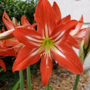 Amaryllis Seeds – Barbados