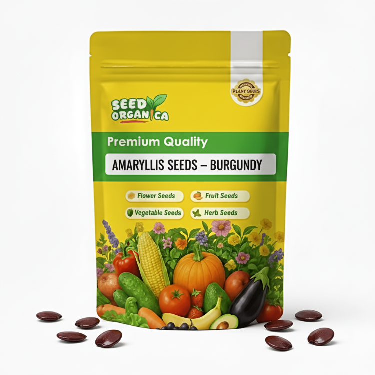 Amaryllis Seeds – Burgundy