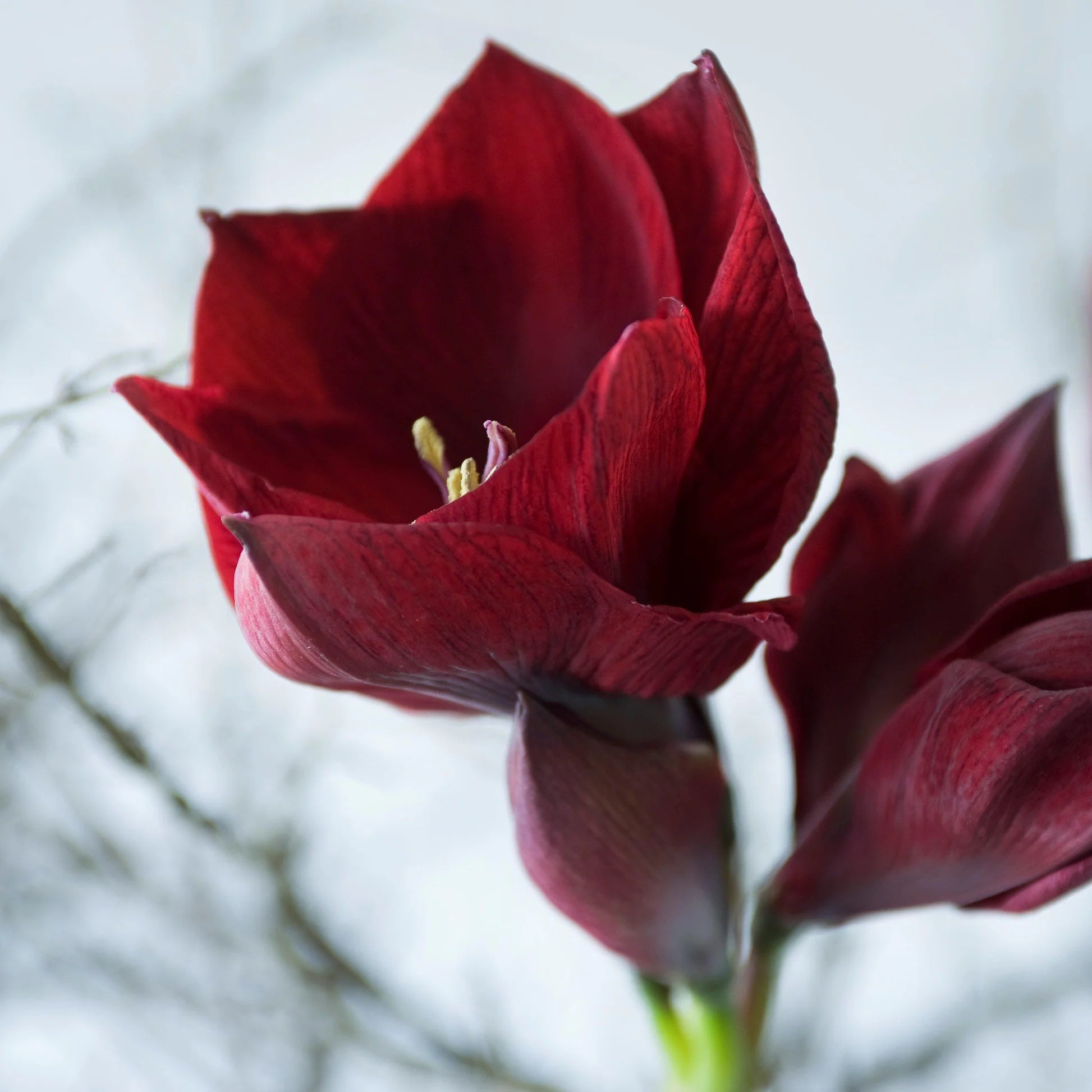 Amaryllis Seeds – Burgundy