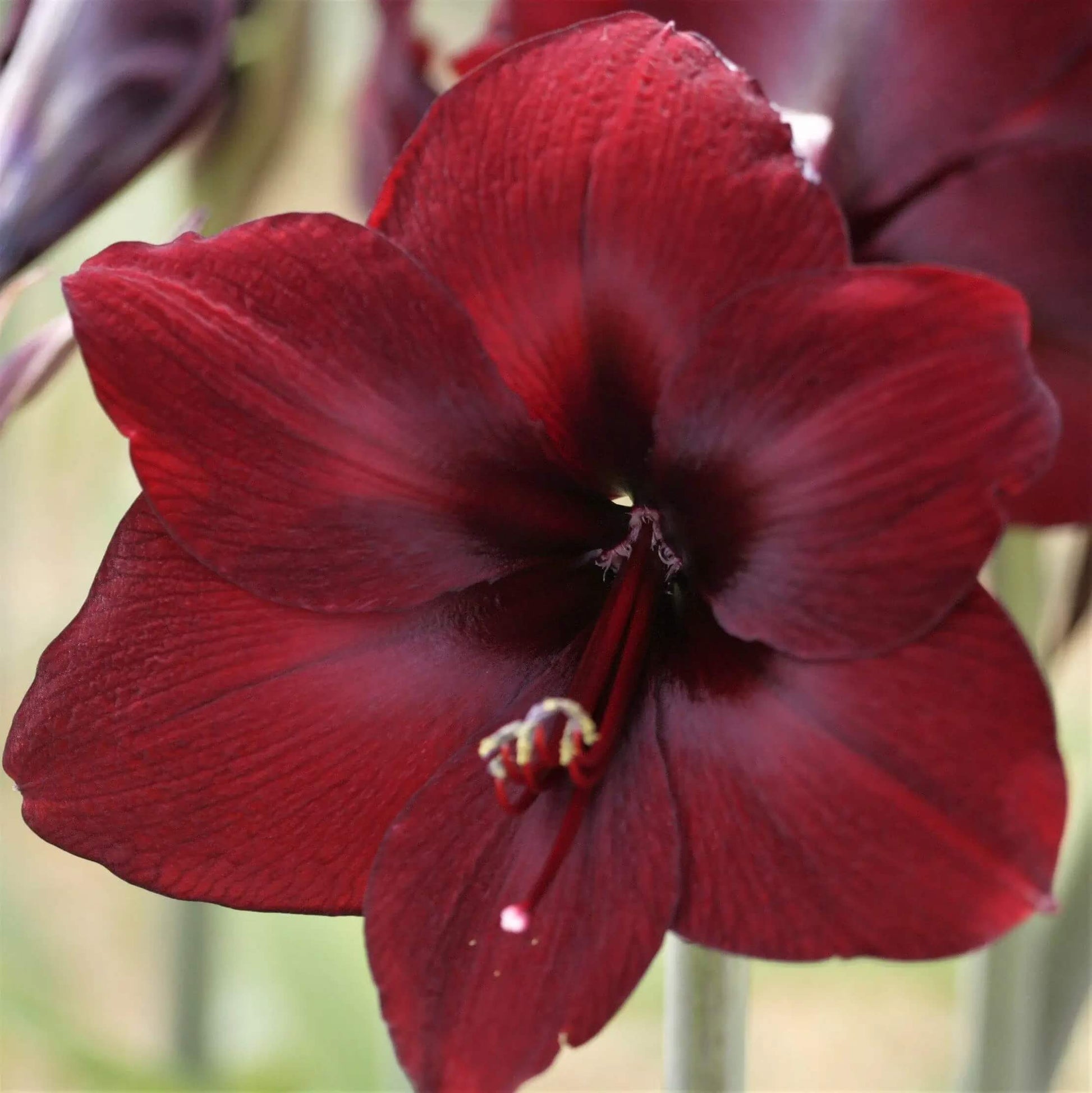 Amaryllis Seeds – Burgundy