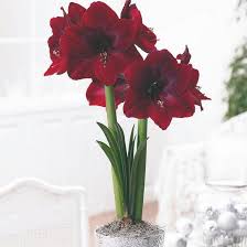 Amaryllis Seeds – Burgundy