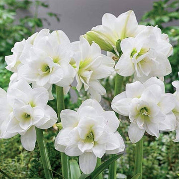 Amaryllis Seeds – Double White