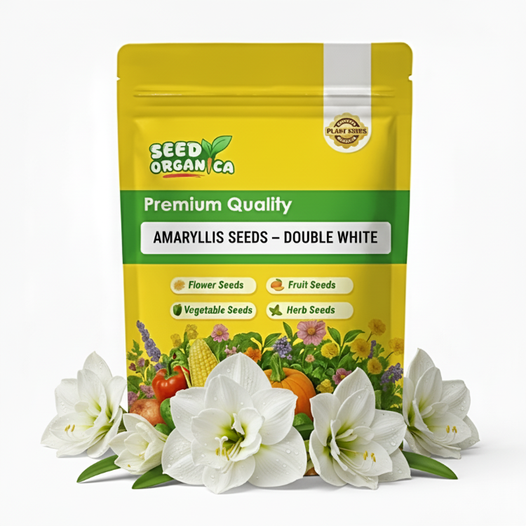 Amaryllis Seeds – Double White
