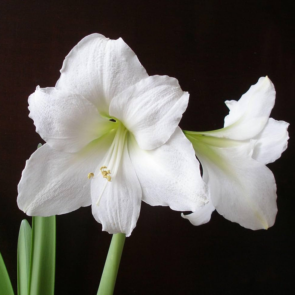 Amaryllis Seeds – Double White