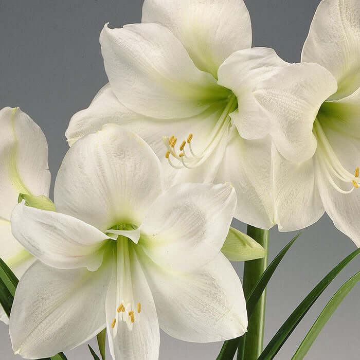 Amaryllis Seeds – Double White