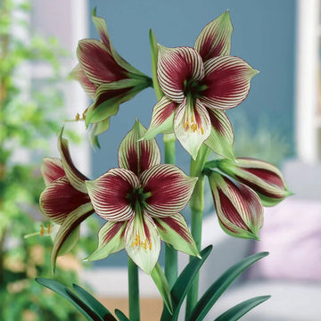 Amaryllis Seeds – Green Violet