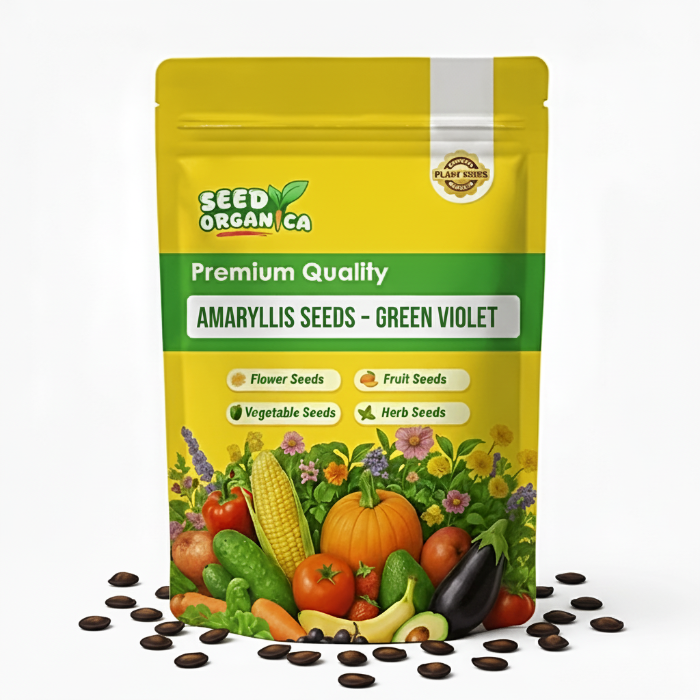Amaryllis Seeds – Green Violet