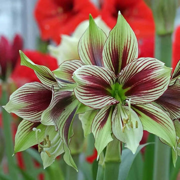 Amaryllis Seeds – Green Violet