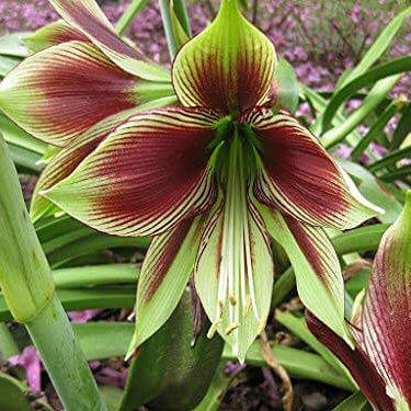 Amaryllis Seeds – Green Violet