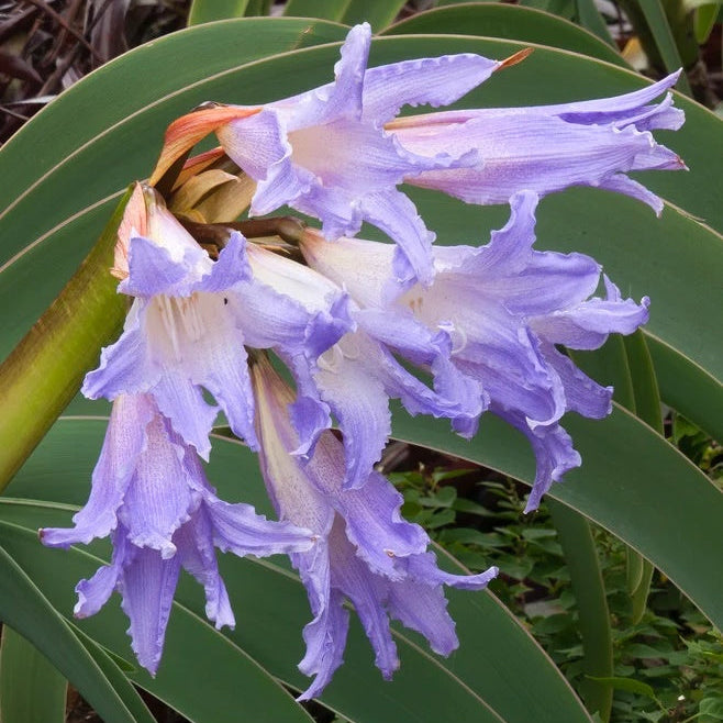 Amaryllis Seeds – Lavender