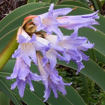 Amaryllis Seeds – Lavender