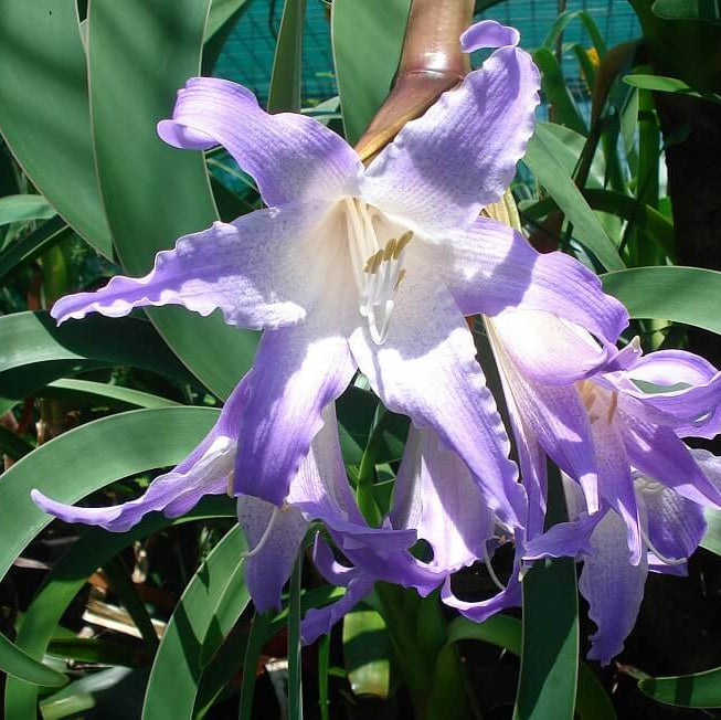 Amaryllis Seeds – Lavender