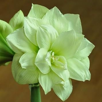 Amaryllis Seeds – Light Green