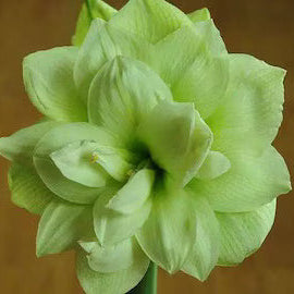 Amaryllis Seeds – Light Green