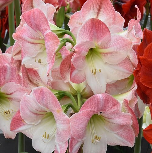 Amaryllis Seeds – Light Pink